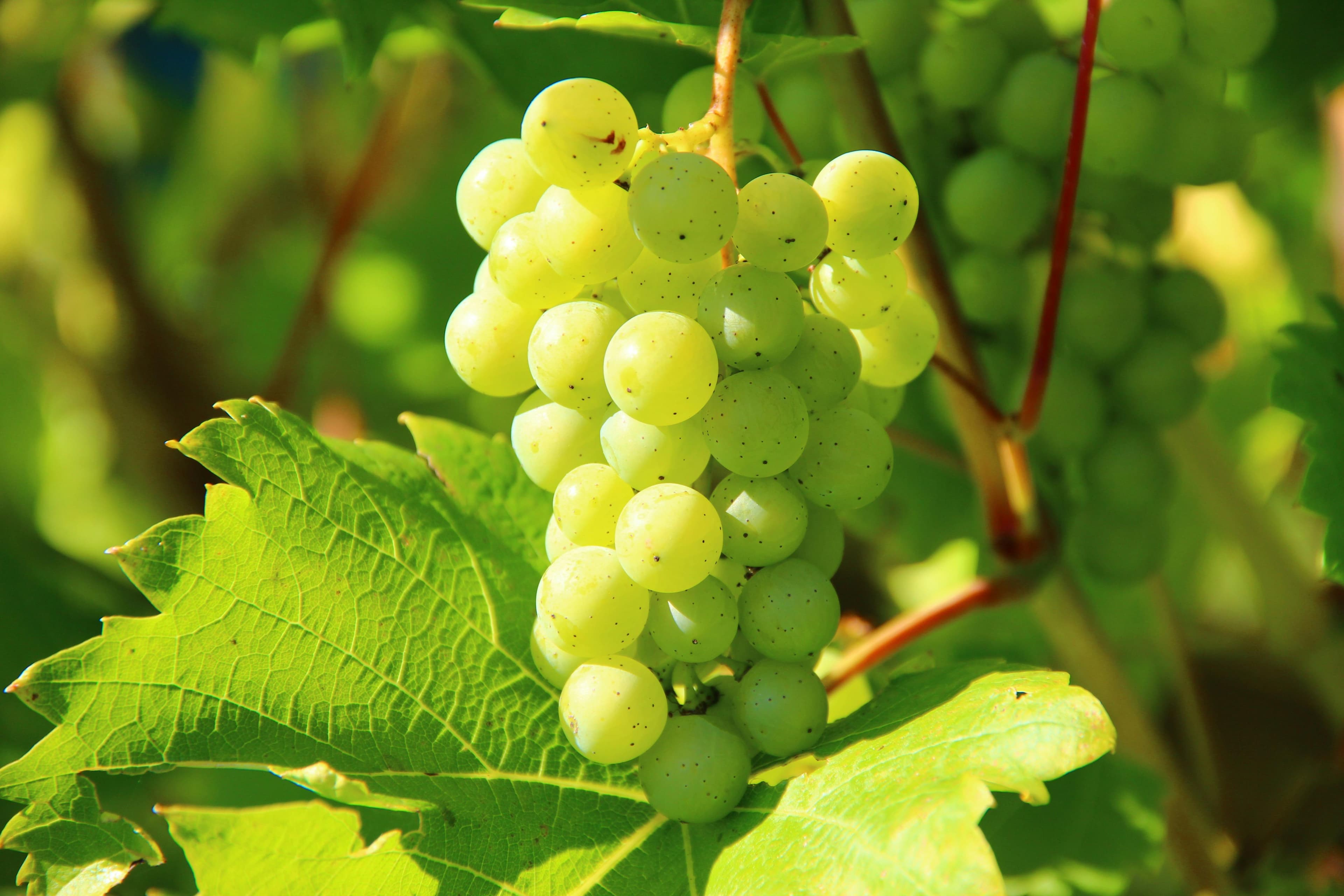 Uvas